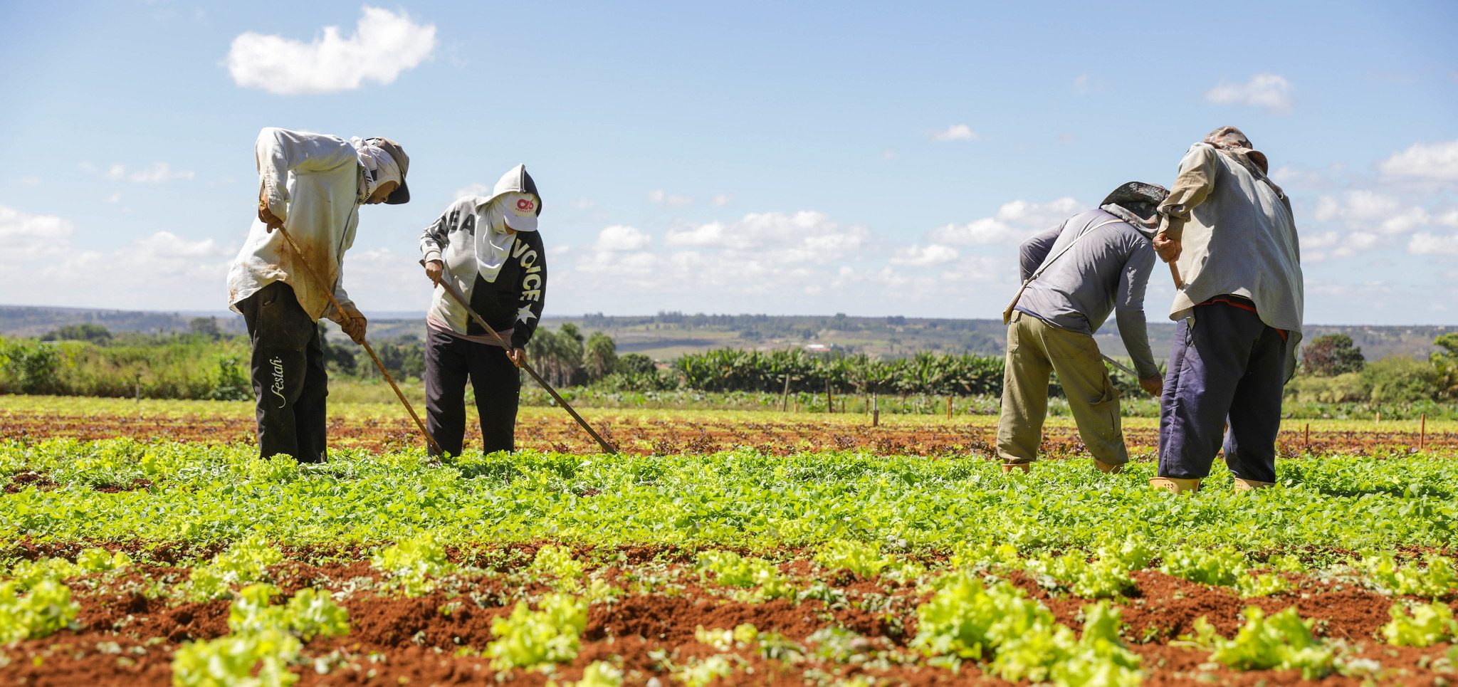 DF se destaca como polo nacional de produção agrícola - Foco DF